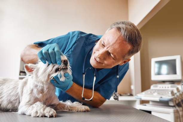 Best Emergency Treatment for Oral Infections in Elroy, NC